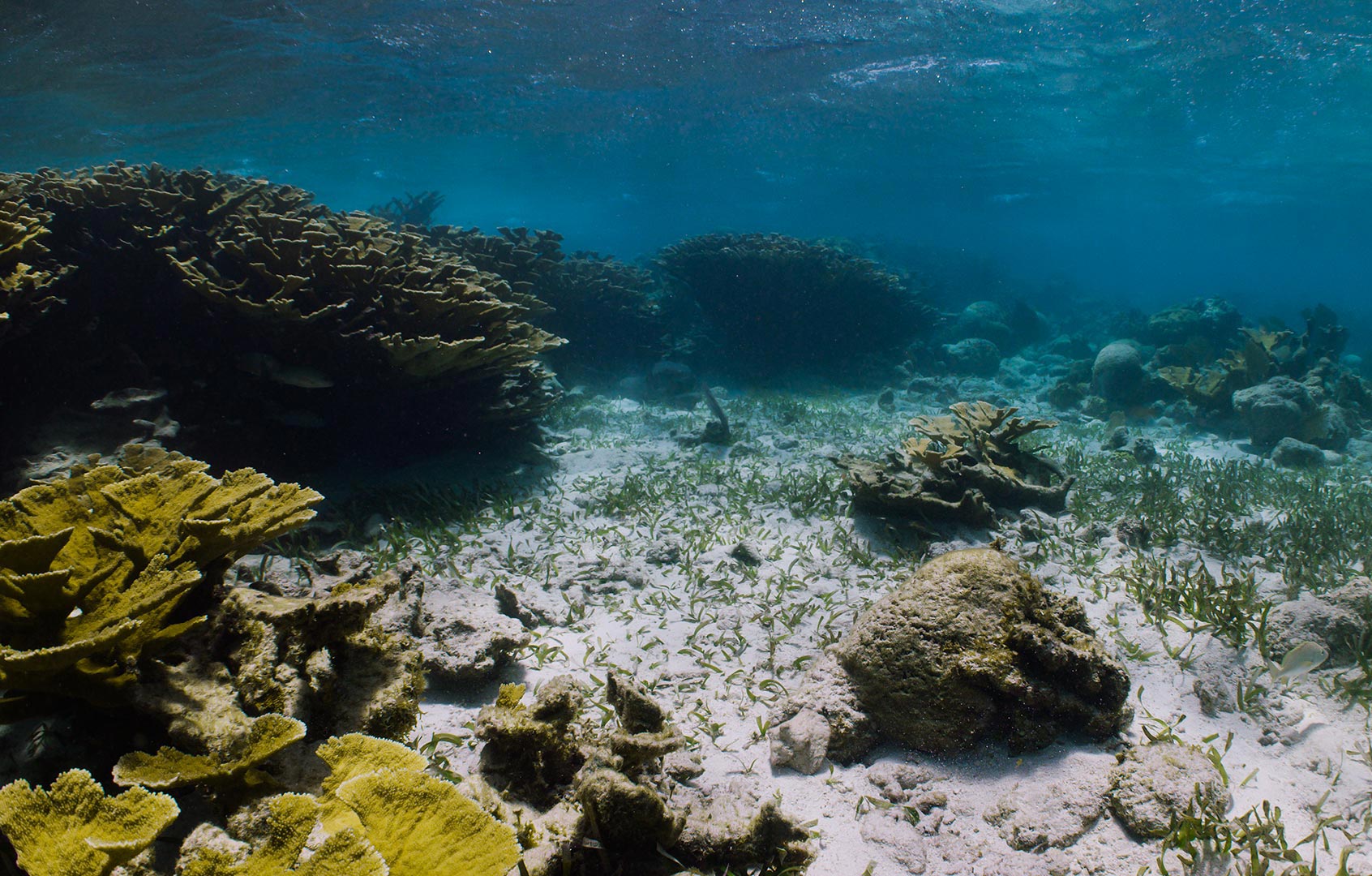 Coral-Reefs-10