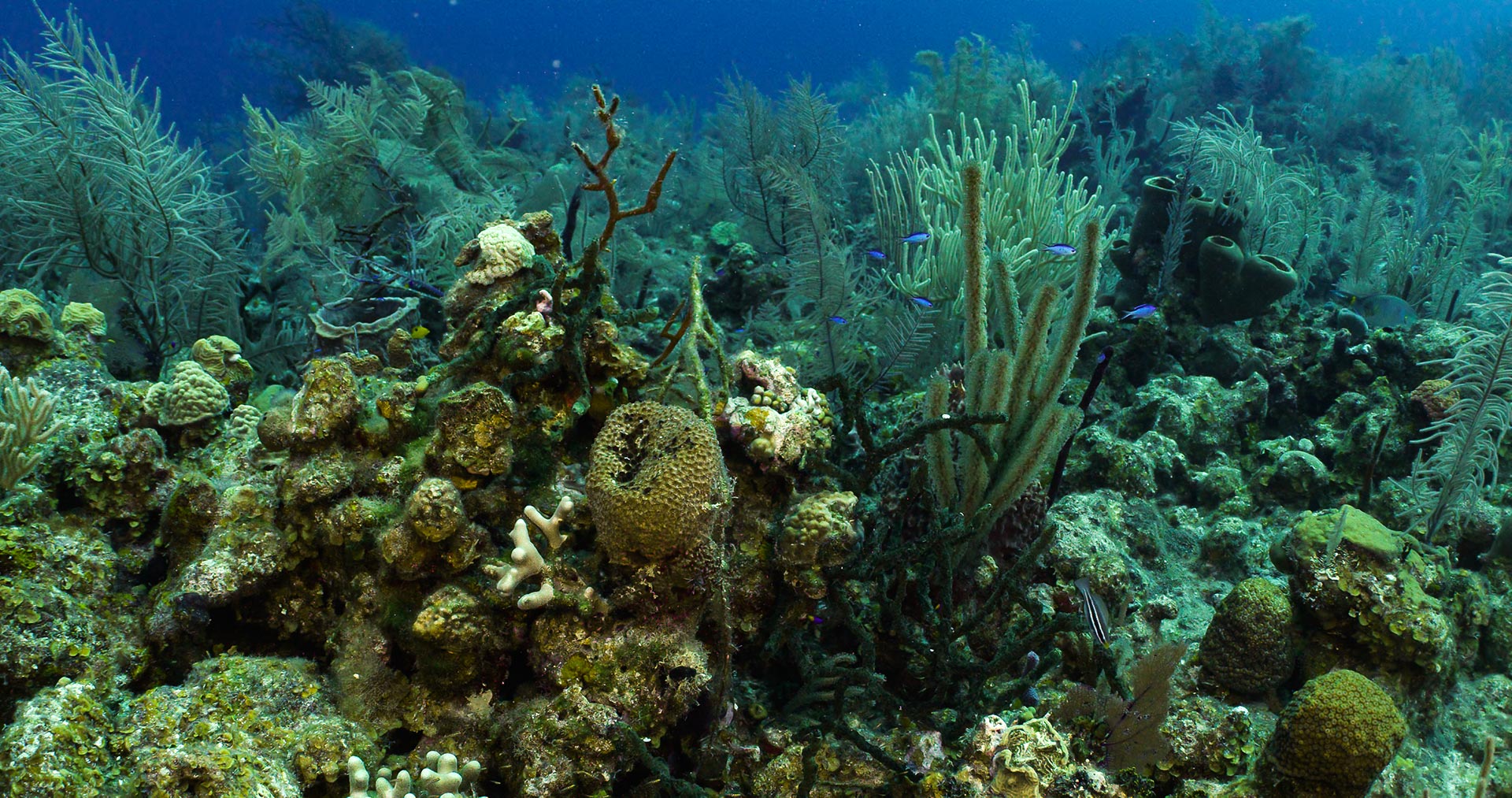 Coral-Reefs-13