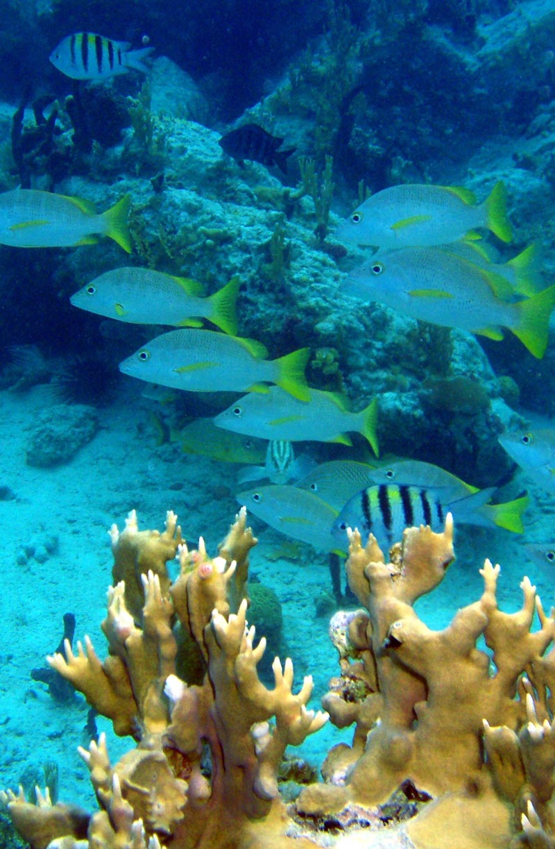 Coral-Reefs-5