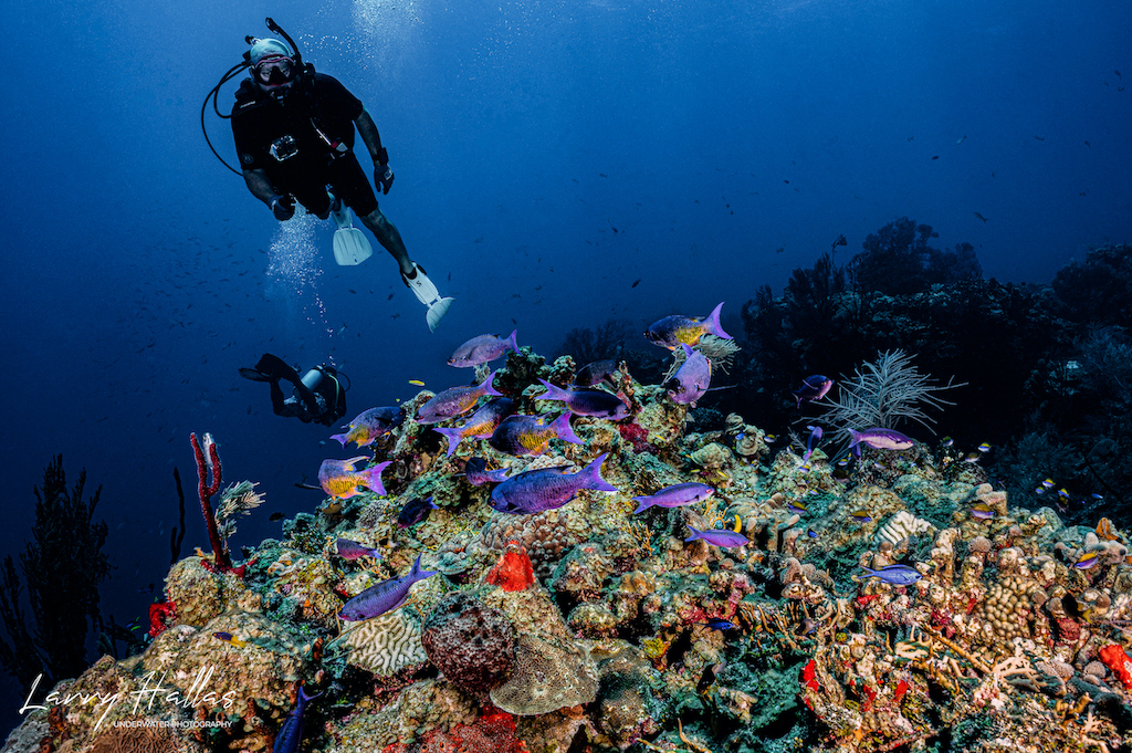 Copy of Creole Wrasses - The Elbow